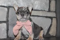 AKC Sadi, a female French Bulldog for sale in Massillon, OH – 9 of 10