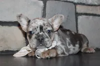 AKC Fifi, a female French Bulldog for sale in Massillon, OH – 4 of 7
