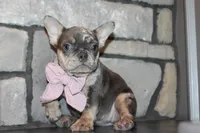 AKC Sadi, a female French Bulldog for sale in Massillon, OH – 2 of 10