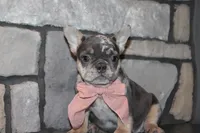 AKC Sadi, a female French Bulldog for sale in Massillon, OH – 10 of 10