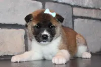 AKC Daisy, a female Akita for sale in Massillon, OH – Photo 3 of 9