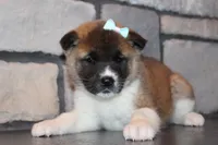 AKC Daisy, a female Akita for sale in Massillon, OH – Photo 2 of 9