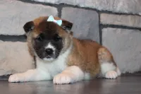 AKC Daisy, a female Akita for sale in Massillon, OH – Photo 8 of 9