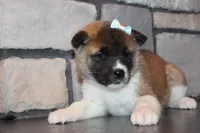 AKC Daisy, a female Akita for sale in Massillon, OH – Photo 7 of 9