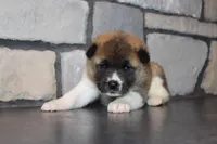 AKC Daisy, a female Akita for sale in Massillon, OH – Photo 4 of 9