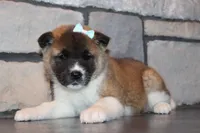 AKC Daisy, a female Akita for sale in Massillon, OH – Photo 9 of 9