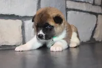 AKC Daisy, a female Akita for sale in Massillon, OH – Photo 5 of 9