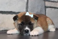 AKC Daisy, a female Akita for sale in Massillon, OH – Photo 1 of 9