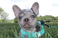 AKC Hank, a male French Bulldog for sale in Massillon, OH – 5 of 10