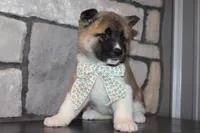 Akc Juno, a female Akita for sale in Massillon, OH – 2 of 7