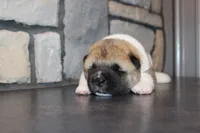 Akc Kuna, a female Akita for sale in Massillon, OH – 3 of 9