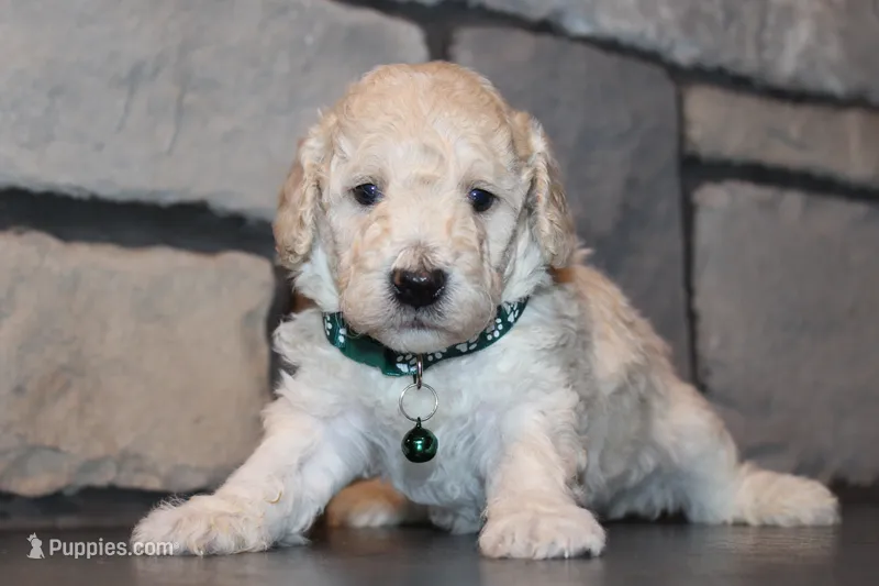 Jax – Poodle - Miniature  puppy for sale in Massillon, OH