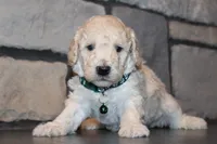 Jax, a male Poodle - Miniature  for sale in Massillon, OH – 1 of 6
