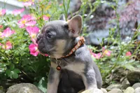 AKC Jack, a male French Bulldog for sale in Massillon, OH – 9 of 10