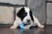 Mini Snoopy, a male Miniature Goldendoodle for sale in Massillon, OH – 5 of 5