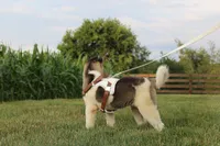 AKC Molly , a female Akita for sale in Massillon, OH – 4 of 9