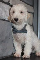 AKC Ollie, a male Poodle - Miniature  for sale in Massillon, OH – 3 of 6