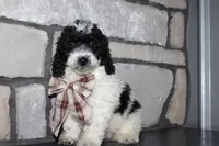 Mini Lexi, a female Miniature Goldendoodle for sale in Massillon, OH – 9 of 10