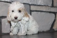 Akc Jenna, a female Poodle - Miniature  for sale in Massillon, OH – 5 of 9