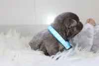 AKC Charlie, a male French Bulldog for sale in Massillon, OH – 3 of 8