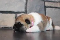 Akc Kuna, a female Akita for sale in Massillon, OH – 4 of 9