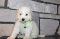 Mini Ziggy, a male Miniature Goldendoodle for sale in Massillon, OH – 4 of 10