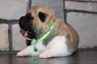 AKC Milo, a male Akita for sale in Massillon, OH – 10 of 10