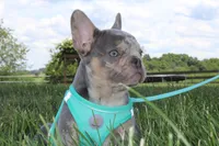 AKC Hank, a male French Bulldog for sale in Massillon, OH – 3 of 10