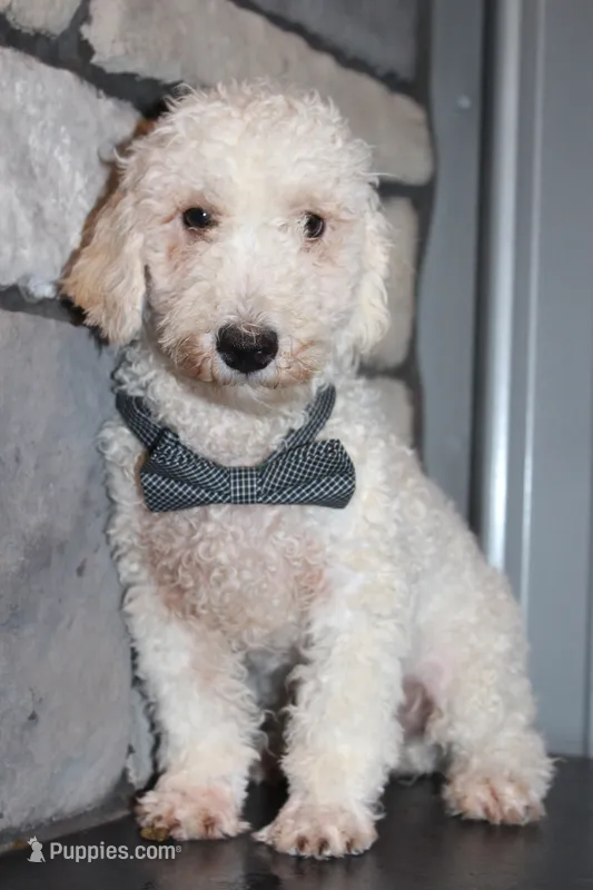 AKC Ollie – Poodle - Miniature  puppy for sale in Massillon, OH