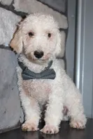 AKC Ollie, a male Poodle - Miniature  for sale in Massillon, OH – 1 of 6