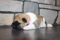 Akc Kuna, a female Akita for sale in Massillon, OH – 2 of 9