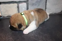 AKC Milo, a male Akita for sale in Massillon, OH – 7 of 10