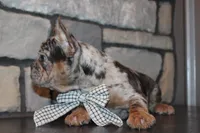 AKC Fifi, a female French Bulldog for sale in Massillon, OH – 9 of 10