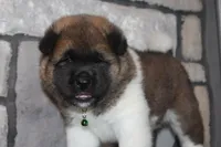 AKC Bear, a male Akita for sale in Massillon, OH – 3 of 10