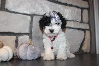 AKC Molly, a female Poodle - Miniature  for sale in Massillon, OH – 3 of 9