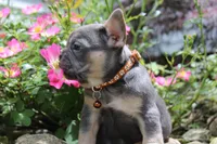AKC Jack, a male French Bulldog for sale in Massillon, OH – 10 of 10