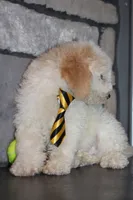 Mini Snoopy, a male Miniature Goldendoodle for sale in Massillon, OH – 9 of 9