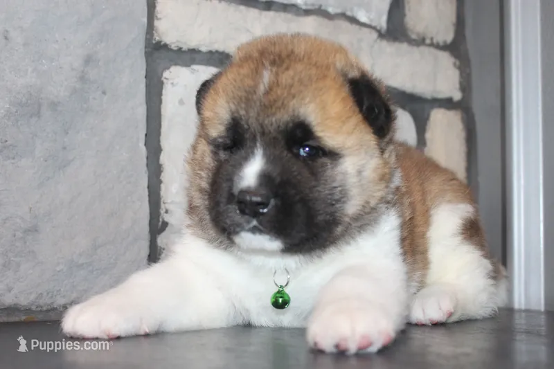 AKC Bear – Akita puppy for sale in Massillon, OH