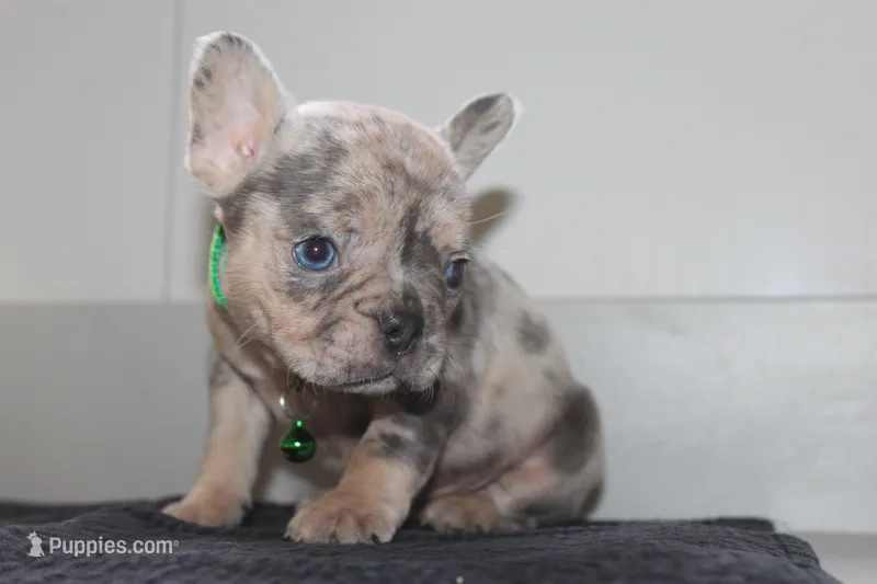 AKC Cooper – French Bulldog puppy for sale in Massillon, OH