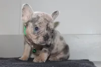AKC Cooper, a male French Bulldog for sale in Massillon, OH – 1 of 9