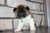AKC Snoopy, a male Akita for sale in Massillon, OH – Photo 3 of 5