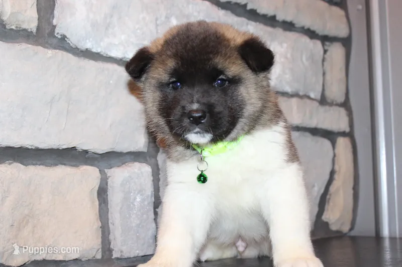 AKC Snoopy – Akita puppy for sale in Massillon, OH