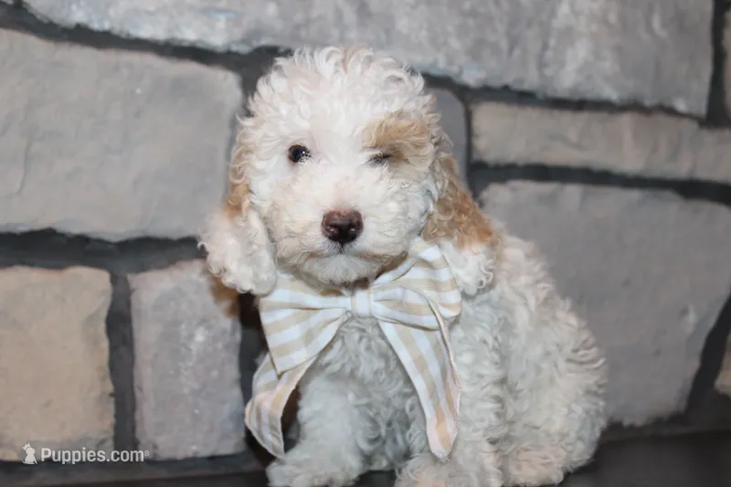 Akc Jenna – Poodle - Miniature  puppy for sale in Massillon, OH