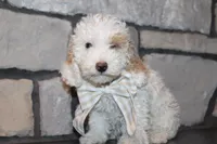 Akc Jenna, a female Poodle - Miniature  for sale in Massillon, OH – 2 of 9