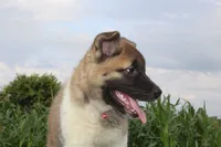 Akc Kuna, a female Akita for sale in Massillon, OH – 2 of 10