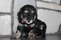 AKC Fifi, a female Poodle - Miniature  for sale in Massillon, OH – 6 of 6