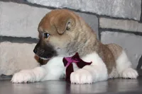 processed/93ee36e4-47ce-4a09-91af-1f8c54440da7/listing/b542da60-1017-4ed4-beb3-f6fb777b7ab8/10e41047-e760-4961-bb2e-34670565750d