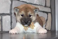 processed/93ee36e4-47ce-4a09-91af-1f8c54440da7/listing/b542da60-1017-4ed4-beb3-f6fb777b7ab8/2a7eea4b-9ab5-4c99-b513-b7fa9d21ea0e