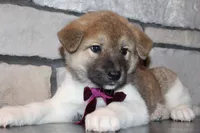 processed/93ee36e4-47ce-4a09-91af-1f8c54440da7/listing/b542da60-1017-4ed4-beb3-f6fb777b7ab8/4be8b977-d054-4a03-afd3-5066df3533dc