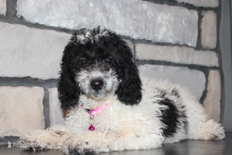 Mini Lexi – Miniature Goldendoodle puppy for sale in Massillon, OH